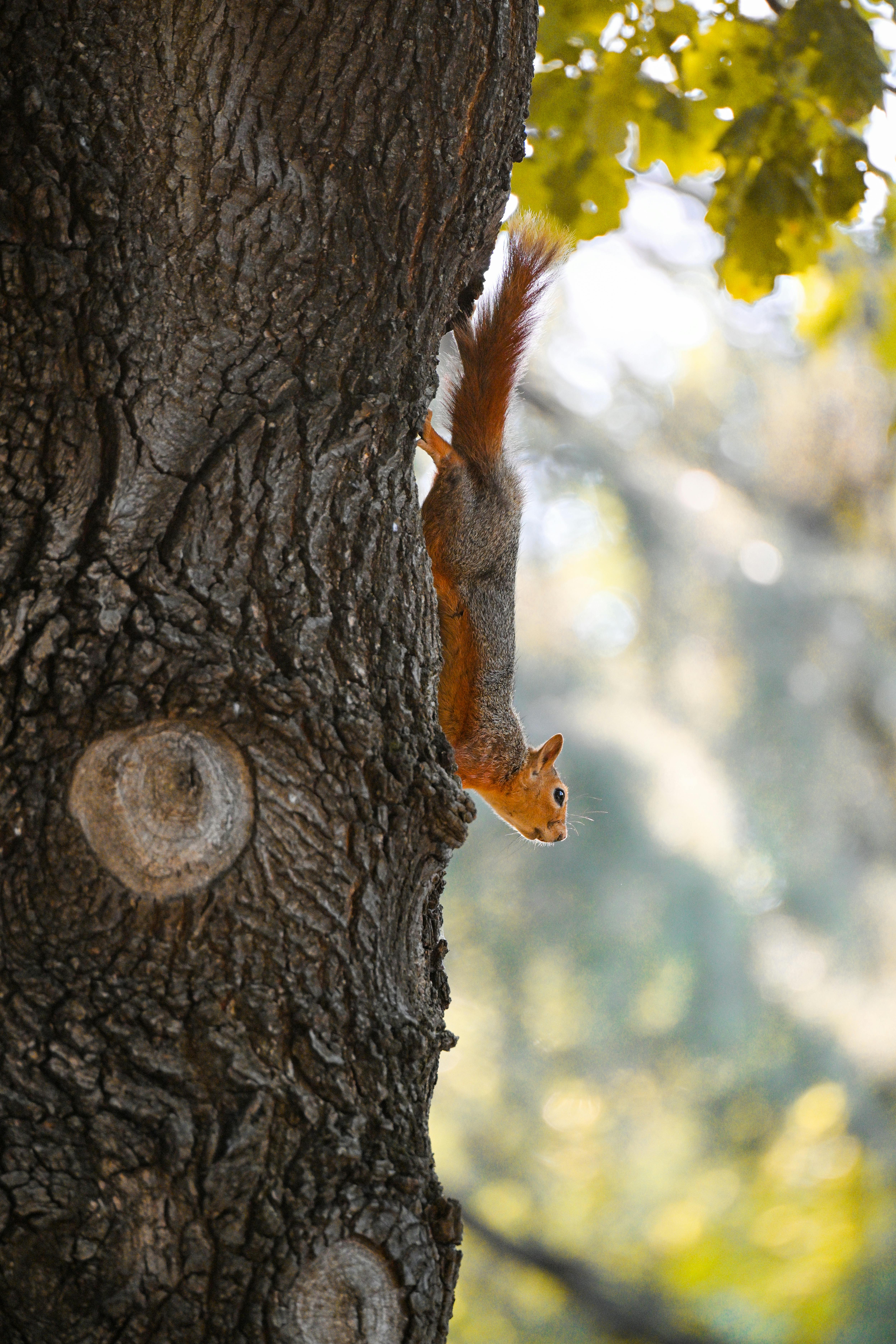 Image of forest