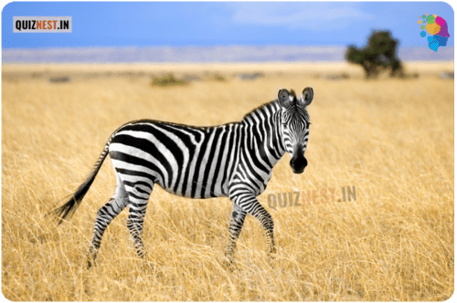 Zebra Zebra photo