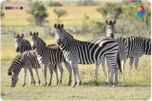 Zebra Zebra photo