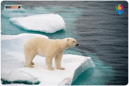 Polar bear Polar bear photo