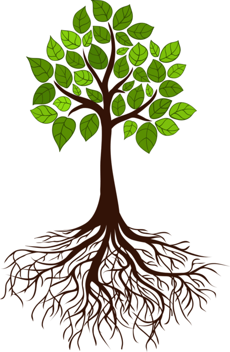 Plant Roots Illustration