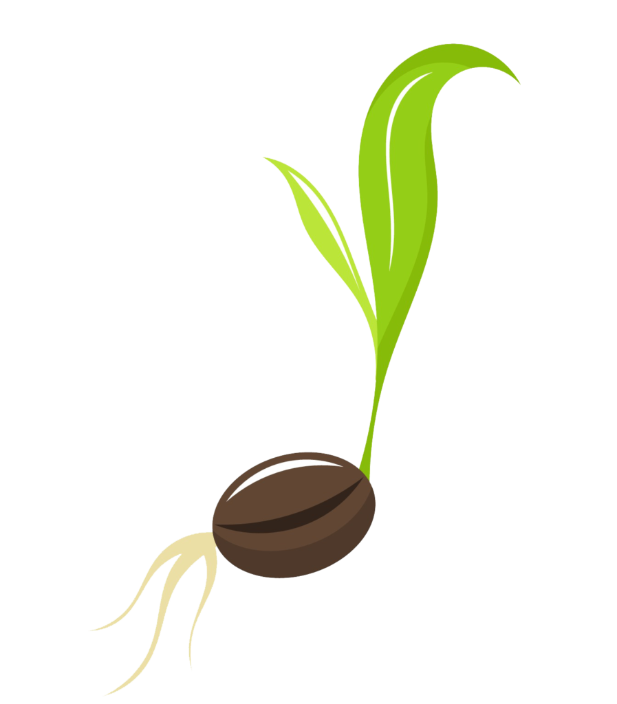 Class 8 Seeds Illustration